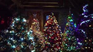 U stan postavio 444 jelke (VIDEO)