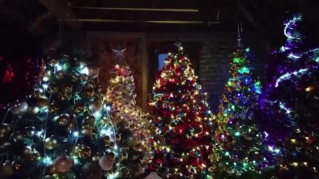 U stan postavio 444 jelke (VIDEO)