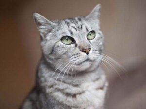 Zašto mačke ne možemo lako dresirati?