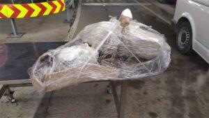 Carinici ostali zaprepašteni onim što su pronašli na granici