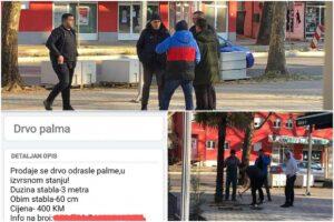 Gradsku palmu pokušali prodati za 400 KM (FOTO)
